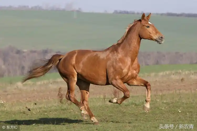 农村俗语"好马不如半步驴",为什么会这么说?