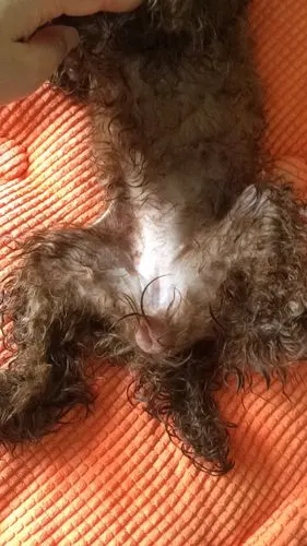 我家小母狗这是闹狗了吗?一岁