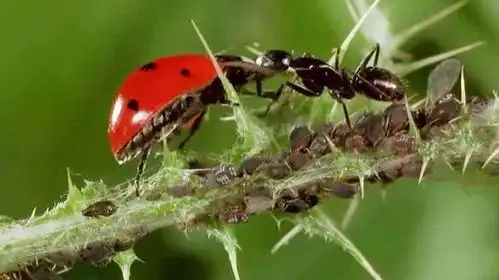 夺命"红火蚁"入侵人类住处,那它们有没有什么天敌呢?
