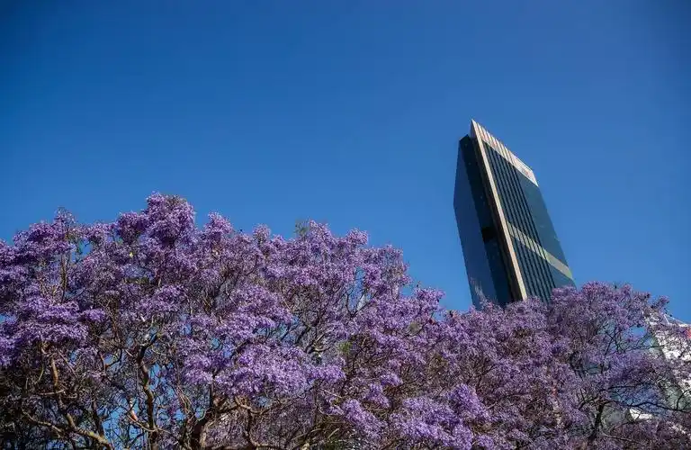 新华社照片,悉尼,2020年10月22日10月22日,蓝花楹在澳大利亚悉尼街边