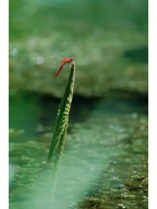 小荷才露尖尖角早有蜻蜓立上头