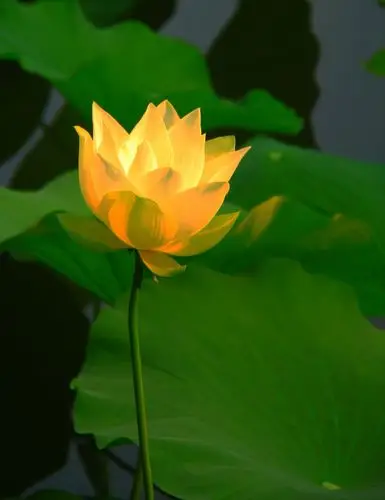 西湖夜放白莲花