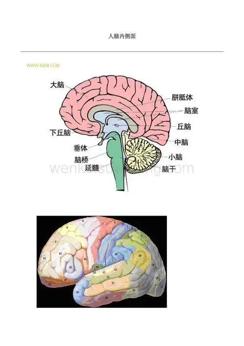 人脑功能结构图