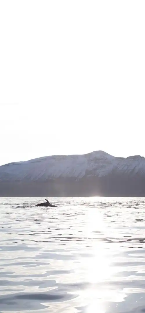 壁纸 风景 摄影 桌面 690_1493 竖版 竖屏 手机