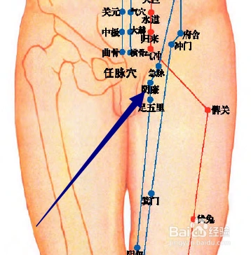 阴廉穴位位置图和作用