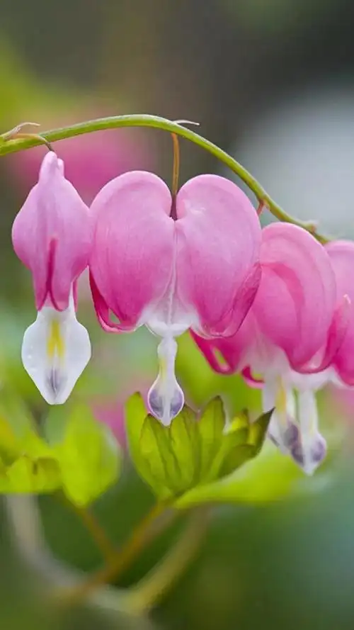 640_1138竖版 竖屏