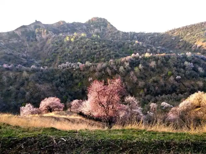 赏花之旅踏青赏杏有幸由你大西沟福寿山野生杏花林采风