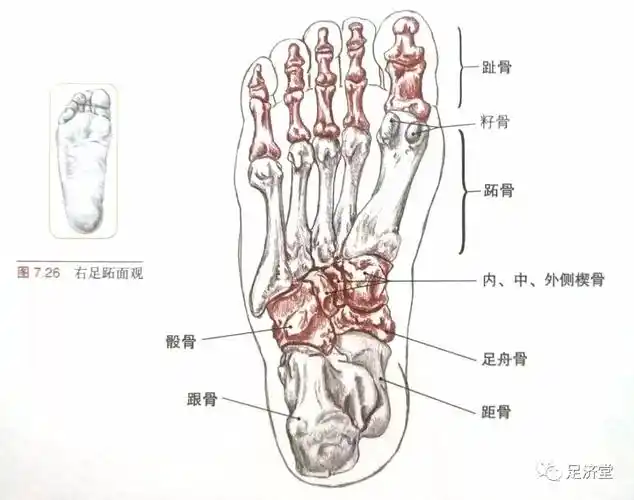 足部解剖基础骨骼
