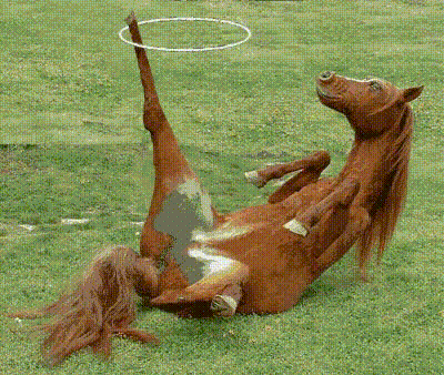 一笑超人的搞笑gif组图之连串故事兽人永不为奴