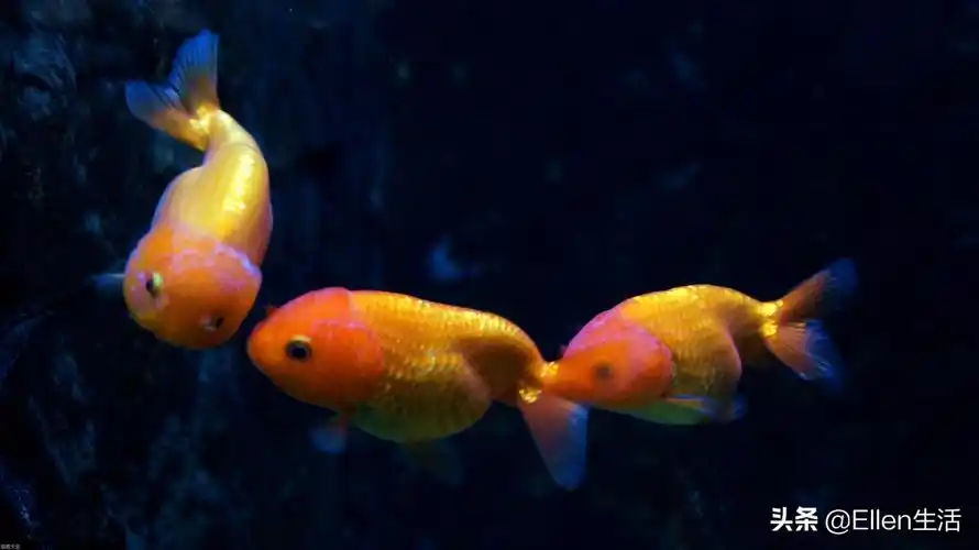 金鱼,一直以来都是吉祥又招财的代名