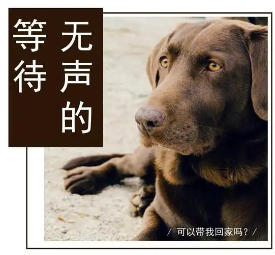 许昌流浪犬猫领养公益活动,它们在苦苦等待新主人