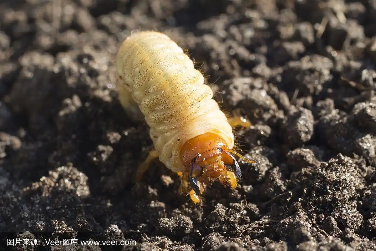 金龟子的白色幼虫