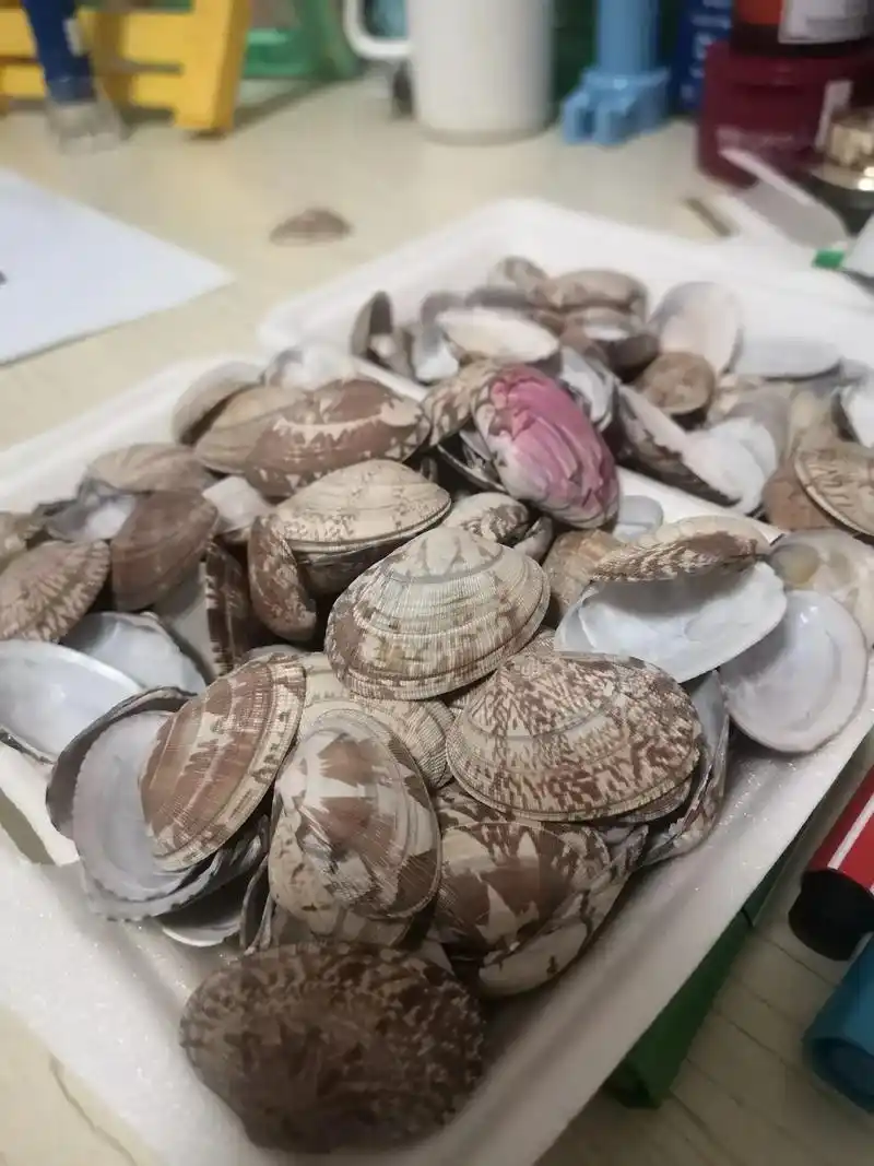 吃过的花蛤壳洗一洗#创意美术 #手工diy #花 - 抖音