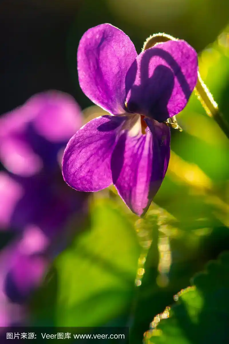常见的紫罗兰(viola odorata)花盛开在花园里近距离.