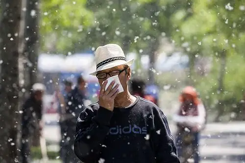 春季柳絮满天飞 砍伐旧树栽种新树是否可行?