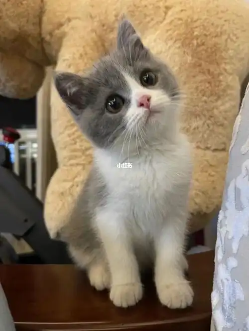 成本价出蓝白猫咪英短!(坐标上海)