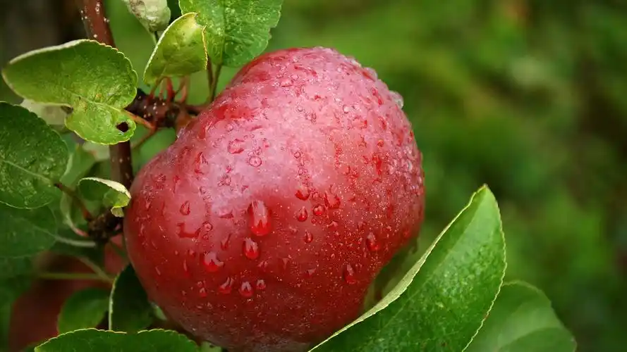 壁纸 一个红苹果,水滴,树枝,绿叶