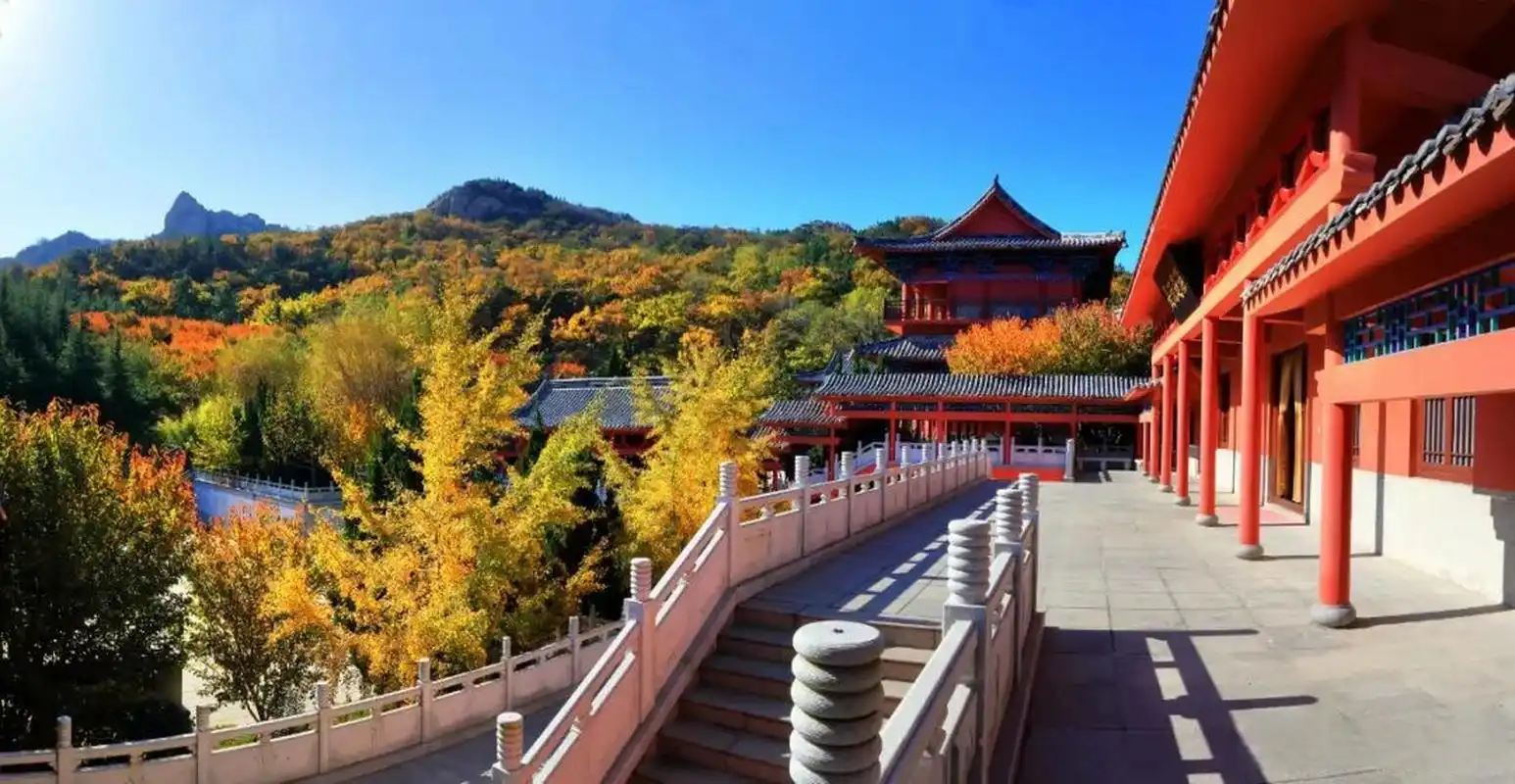 威海赤山百花园中的红枫林"枫"景正好 金秋红叶遍山峦,尽享秋日之美景