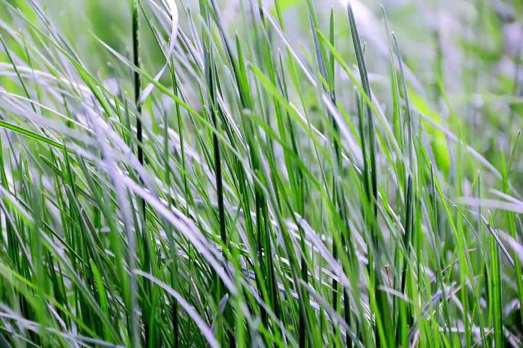 绿草纹理,夏天的绿饱和草纹理图片