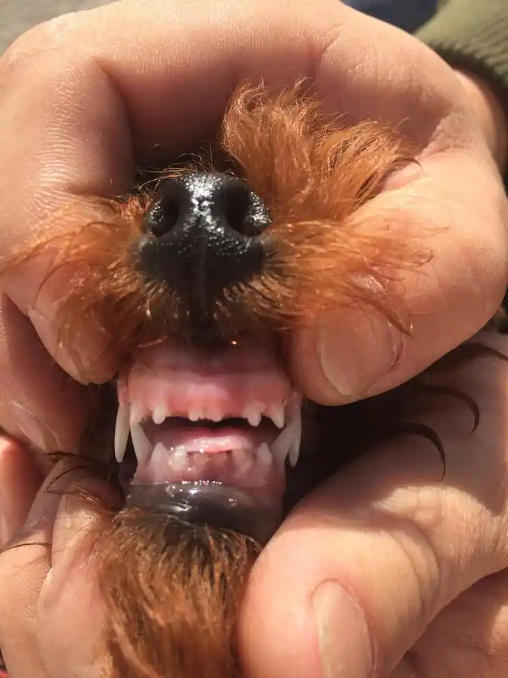 看狗狗牙齿是几个月的呀?