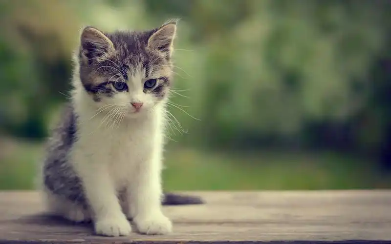 首页 桌面壁纸 思考人生的可爱小猫咪电脑壁纸下载上一张下一张查看