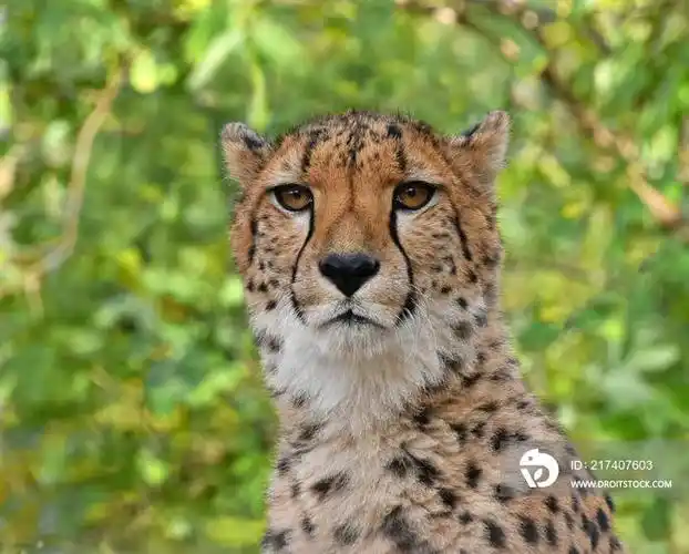 close up portrait of cheetah