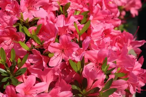 杜鹃花图片大全(杜鹃花图片大全大图)