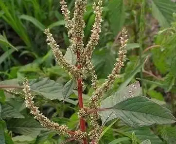 新鲜猛料别名:潮汕地区称为刺苋菜,野刺苋,刺苋,野苋,假苋,白骨刺苋