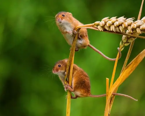 可爱的小老鼠,小穗 壁纸 - 1280x1024