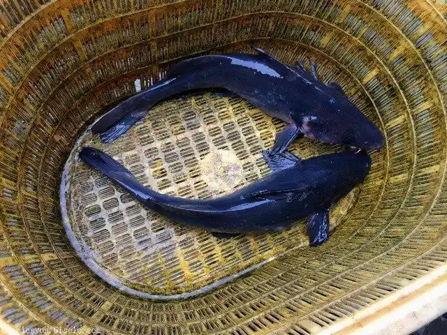 沙塘鳢俗称土憨巴 为了能早日把人工养殖的江鲜端上老百姓的餐桌,华中