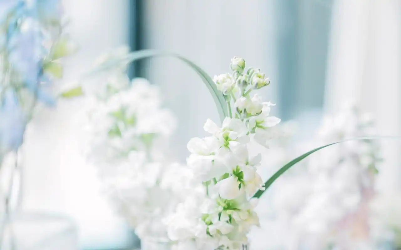 小清新绿色图片桌面壁纸