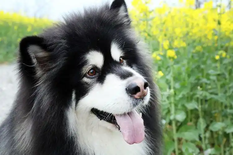 阿拉斯加雪橇犬