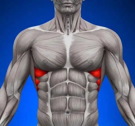 【干货】每天分享一块肌肉——前锯肌