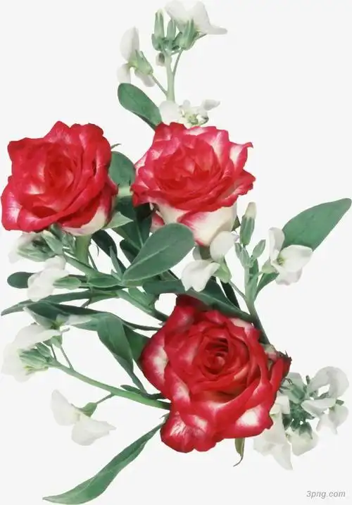 玫瑰鲜花png素材透明免抠图片-动植人物