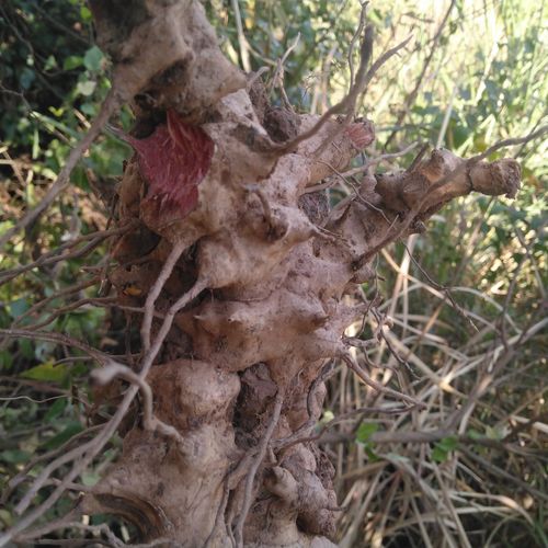 野生菝葜新鲜现挖金刚刺乌鱼刺铁菱角金刚藤马加勒山归来中草药材