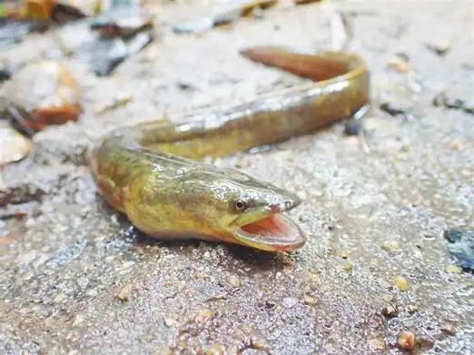 "2019年7月,我们就曾在五源河国家湿地公园首次发现花鳗鲡存在.