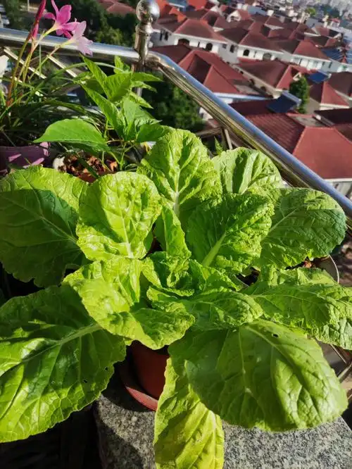 植物生长日记2阳台种植