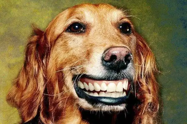 笑脸狗恐怖原图看过原图的人全部都疯了胆小勿入