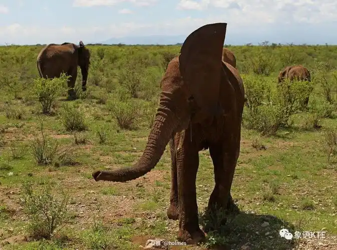 大象被打扰到时会展开耳朵抱怨,让自己的脑袋显得更大.