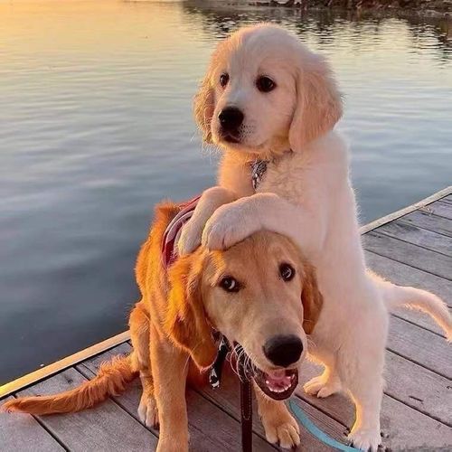 纯种金毛幼犬沙滩金枫叶红赛级小金毛幼崽家养宠物狗活物狗狗