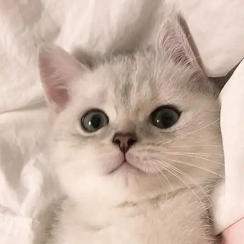 英短银渐层～jojo