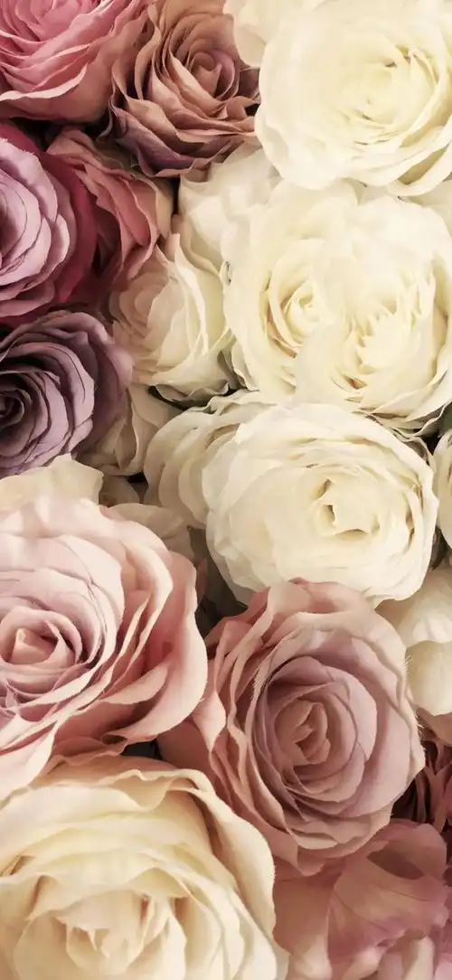 玫瑰壁纸,红的似火,紫的如霞,白的像雪.