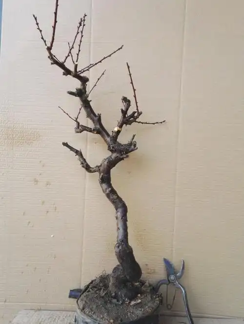 龙游梅游龙梅花盆景红梅花盆栽树桩老桩腊梅耐寒冬季开花植物 28年