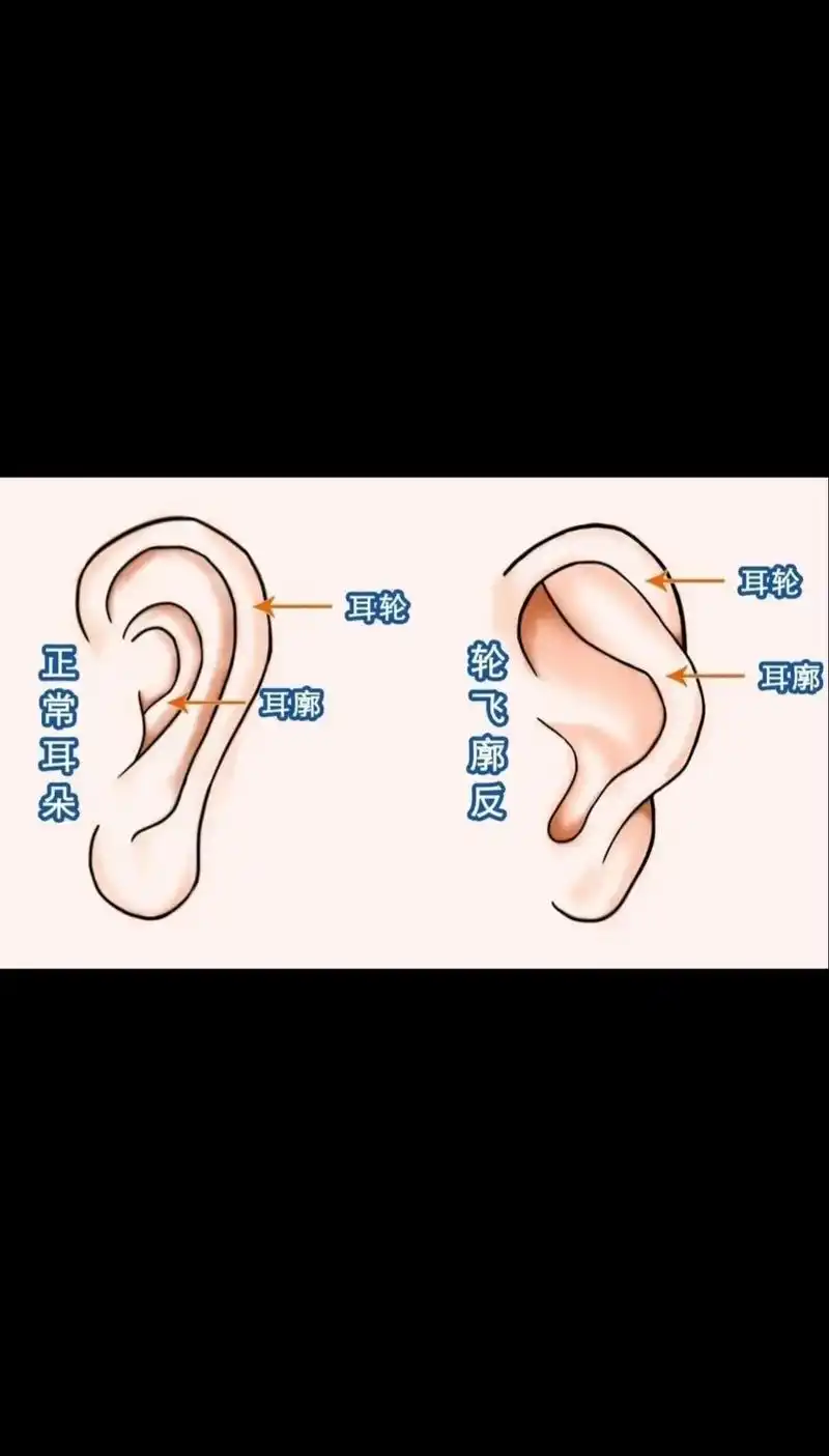 关注我每天坚持分享知识 #面相 #耳廓  #相术 #神奇的 - 抖音