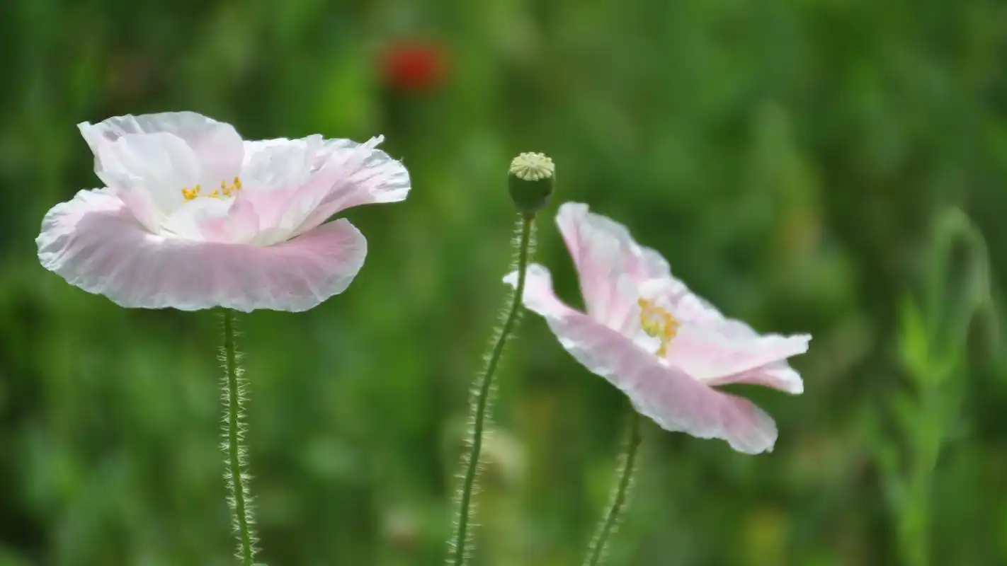 美到窒息的艳丽虞美人花电脑桌面壁纸