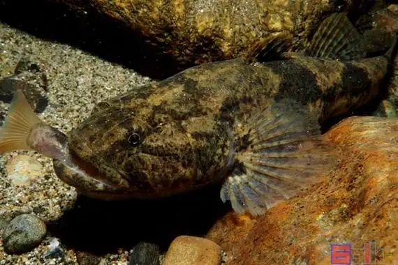 七彩塘鳢_眼尾新几内亚塘鳢百科图片_饲养繁殖_雌雄鉴别_sbike