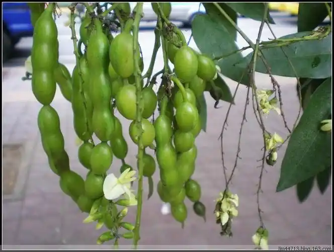 盘槐长的这果子是啥?母的?