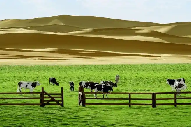 沙漠 有机 让地球更好