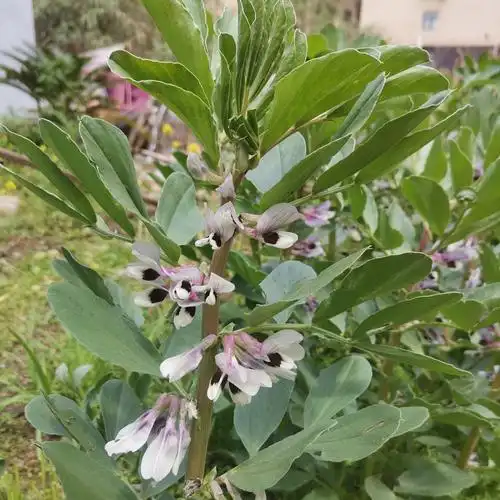 你好四月——蚕豆花