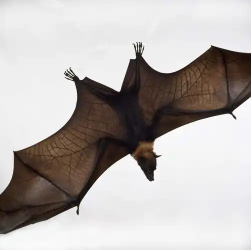 室内,白天,白色背景,正面,蝙蝠,野生动物,飞翔,伸展,张开,展翅,飞行